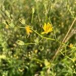 Crepis pulchra flower picture by Joliveau Olivier (cc-by-sa)