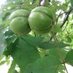 Carya ovata fruit picture by James Jarema (cc-by-sa)
