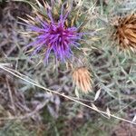 Cynara cardunculus flower picture by graciela 1 (cc-by-sa)