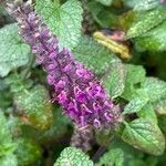 Teucrium hircanicum flower picture by David Hocken (cc-by-sa)