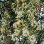 Tripodanthus flagellaris habit picture by Trap Hers (cc-by-sa)