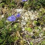 Jasione laevis habit picture by Alain Bigou (cc-by-sa)