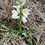 Chlorophytum tuberosum habit picture by Susan Brown (cc-by-sa)
