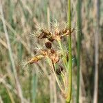 Schoenoplectus tabernaemontani habit picture by Yoan MARTIN (cc-by-sa)