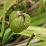 Hemerocallis fulva fruit picture by Else Nolden (cc-by-sa)