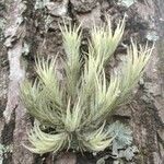 Tillandsia tricholepis leaf picture by Makoto Makoto (cc-by-sa)