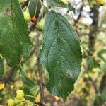 Malus sylvestris leaf picture by geneve perma (cc-by-sa)