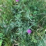 Centaurea scabiosa habit picture by Philippe Bissières (cc-by-sa)