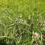 Bellevalia romana habit picture by Francine Chapuis (cc-by-sa)