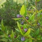 Myrtus communis fruit picture by emanuele (cc-by-sa)