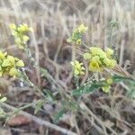 Camelina microcarpa flower picture by Zornoza Carlos (cc-by-sa)