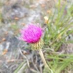 Cirsium tuberosum flower picture by Isabelle Lebrun (cc-by-sa)