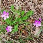 Erodium acaule habit picture by Régine Pappalardo (cc-by-sa)