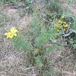 Hypericum perforatum habit picture by Joris Moorkamp (cc-by-sa)