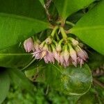 Ardisia elliptica flower picture by jaydeep lakkad (cc-by-sa)