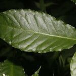Psychotria horizontalis leaf picture by Nelson Zamora Villalobos (cc-by-nc)
