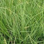 Carex canescens habit picture by Yoan MARTIN (cc-by-sa)