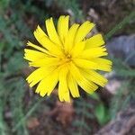 Hieracium cerdanum flower picture by ORDUÑA Jose Maria (cc-by-sa)