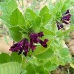 Vicia narbonensis flower picture by Ludovic Lavigne (cc-by-sa)