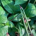 Vigna unguiculata leaf picture by Jamie Hebb (cc-by-sa)