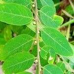 Breynia vitis-idaea leaf picture by Yunita Apriyanti (cc-by-sa)