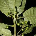 Psychotria jimenezii fruit picture by Nelson Zamora Villalobos (cc-by-nc)