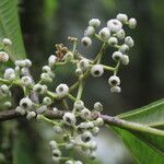 Miconia variabilis flower picture by Nelson Zamora Villalobos (cc-by-nc)