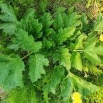 Heracleum maximum leaf picture by kirstee harper (cc-by-sa)