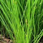 Eleocharis bonariensis leaf picture by Trap Hers (cc-by-sa)