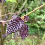 Corylus maxima leaf picture by Lee Brown (cc-by-sa)