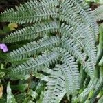 Pteris linearis leaf picture by J. Champ (cc-by-sa)