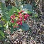 Jatropha integerrima fruit picture by Donna Shaynak (cc-by-sa)