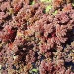 Azolla filiculoides habit picture by Yoan MARTIN (cc-by-sa)