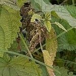 Lamium album fruit picture by Giorgio Fornara (cc-by-sa)