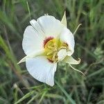 Calochortus nuttallii flower picture by Jennifer MacDonald (cc-by-sa)
