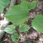 Smilax rotundifolia leaf picture by Anthony Godoy (cc-by-sa)