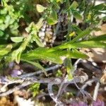 Jasione laevis leaf picture by Ahmed Ghedjatti (cc-by-sa)