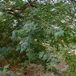 Prosopis juliflora habit picture by M. Hedayat (cc-by-sa)