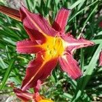 Hemerocallis fulva flower picture by Michel. Giguet (cc-by-sa)