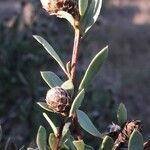 Globularia alypum fruit picture by Serge Fournier (cc-by-sa)