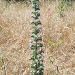 Echium italicum habit picture by Massimo D'Angelo (cc-by-sa)