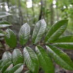 Dussia macroprophyllata leaf picture by Nelson Zamora Villalobos (cc-by-nc)