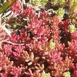 Sedum rubens leaf picture by jf Bara (cc-by-sa)