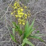 Cyrtopodium flavum habit picture by Renato Lima (cc-by-sa)