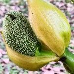 Artocarpus heterophyllus flower picture by Dieter Albrecht (cc-by-sa)