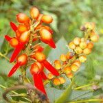 Erythrina globocalyx flower picture by Nelson Zamora Villalobos (cc-by-nc)