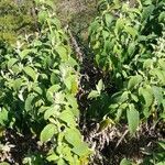Buddleja stachyoides habit picture by Trap Hers (cc-by-sa)