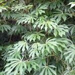 Manihot grahamii leaf picture by Trap Hers (cc-by-sa)