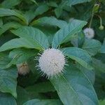 Cephalanthus occidentalis flower picture by Greg D (cc-by-sa)