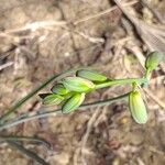 Albuca abyssinica flower picture by Maarten Vanhove (cc-by-sa)